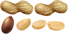 Peanuts PNG Clip Art Image