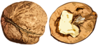 Realistic Walnut PNG Clipart