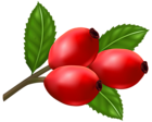 Rose Hips PNG Transparent Clipart