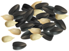 Sunflower Seeds PNG Clipart