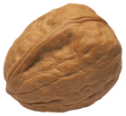 Walnut PNG Image