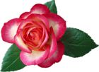 Large Rose Clipart Picture