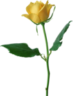 Large Yellow Rose PNG Clipart