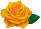 Orange Rose Transparent PNG Clipart