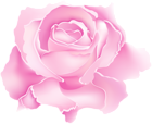 Pink Rose Flower PNG Clipart