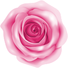 Pink Rose PNG Clip Art Image