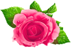 Pink Rose PNG Clipart