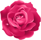 Pink Rose PNG Image