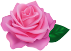 Pink Rose Transparent Clipart