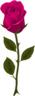 Pink Rose Transparent PNG Clip Art