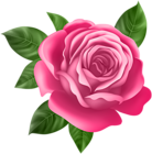 Pink Rose Transparent PNG Clip Art