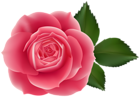 Pink Rose Transparent PNG Image