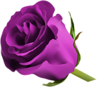 Purple Rose PNG Clip Art Image