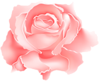 Red Rose Flower PNG Clipart