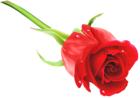 Red Rose PNG Clip Art Image