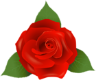 Red Rose PNG Image