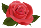 Red Rose PNG Image Clipart