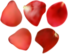 Red Rose Petal Transparent PNG Image