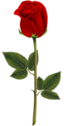 Red Rose Transparent PNG Image