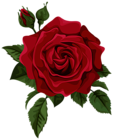 Red Rose with Bud Transparent PNG Clip Art Picture