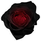 Red and Black Rose PNG Picture