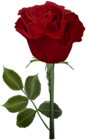 Rose PNG Red Transparent Clip Art Image