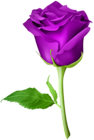 Rose Purple Transparent PNG Clip Art Image