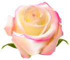 Rose Transparent PNG Clip Art Image