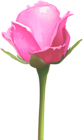 Single Pink Rose PNG Clip Art Image