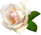 White Rose Transparent PNG Image