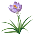 Crocus PNG Clipart Picture