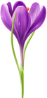 Crocus Transparent Image