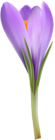 Crocus Transparent PNG Image