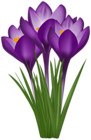 Crocuses PNG Transparent Clipart