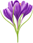 Crocuses Transparent Image