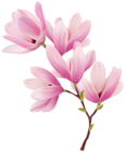 Magnolia Branch Clipart Image