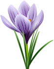 Purple Crocus Transparent PNG Clip Art Image