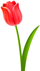 Red Tulip Transparent Clip Art Image