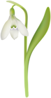 Snowdrop PNG Clipart