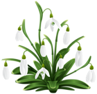 Snowdrops Transparent PNG Clip Art Image