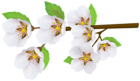 Spring Branch Transparent PNG Clipart