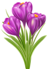 Spring Crocus PNG Image