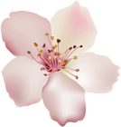 Spring Flower PNG Image