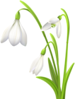 Spring Snowdrops Clip Art Image