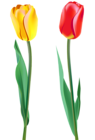 Spring Tulips PNG Clipart