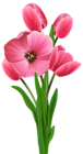 Tulips Transparent PNG Image