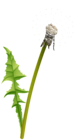 White Dandelion Transparent Image