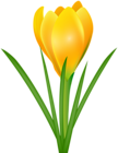 Yellow Crocus Transparent PNG Clip Art Image