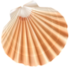 Sea Shell PNG Clipart Image