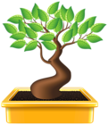 Bonsai PNG Clipart Image